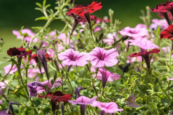 How to Create an Eco-Friendly Composting System in a UK Urban Garden?
