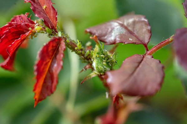 How to Control Aphids Naturally in a UK Rose Garden?