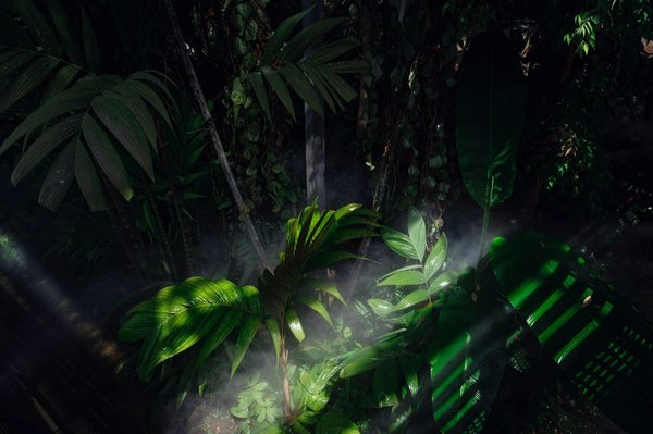 What are the best hedge plants for privacy in a UK urban garden?